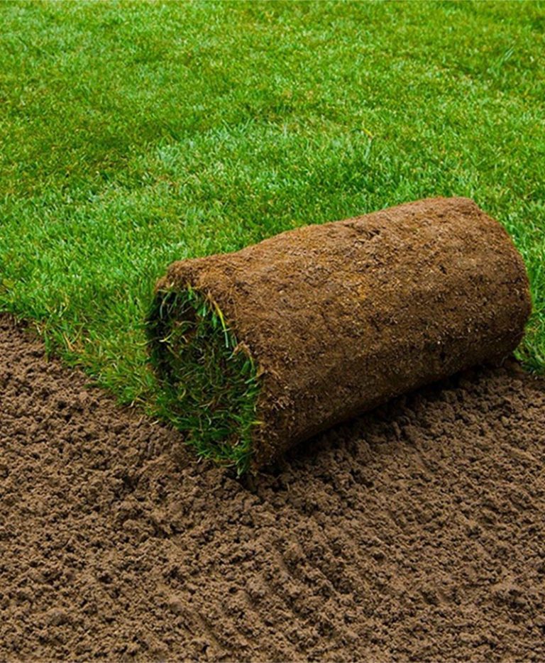 shop carpet grass online