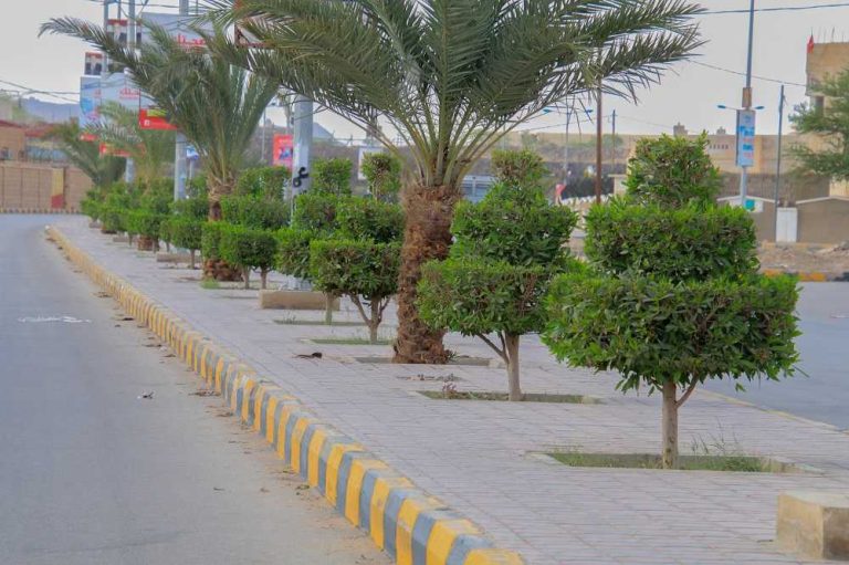 maarib trees 3